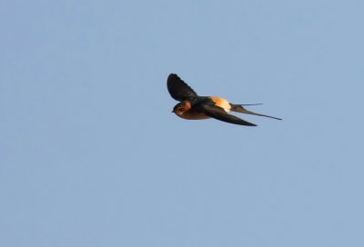 Red-rumped Swallow (Rostgumpsvala) Hirundo daurica