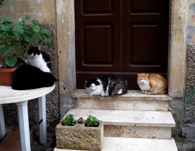 Cats in old Terracina