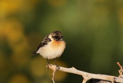 Common Stonechat (Svarthakad buskskvtta) Saxicola torquatus