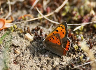 Small Copper (Mindre guldvinge) Lycaena phlaeas