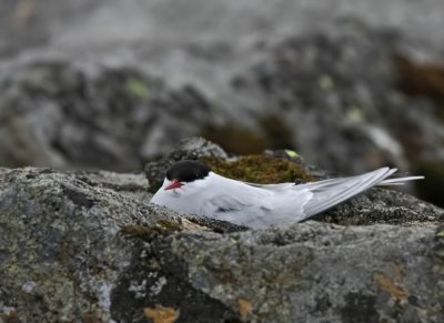 Arctic Tern (Silvertrna) Sterna paradisea