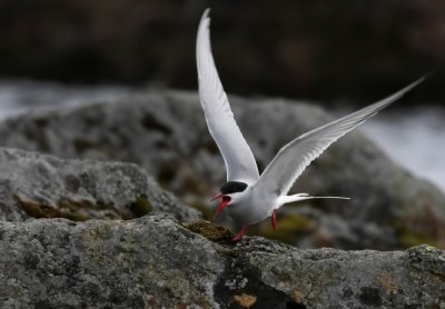 Arctic Tern (Silvertrna) Sterna paradisea