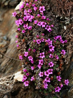 Purple Saxifrage (Purpurbrcka) Saxifraga oppositifolia