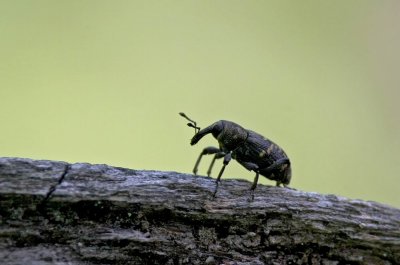 Pine Weevil (Snytbagge) Hylobius abietus