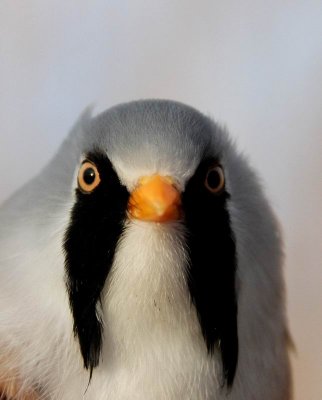 Bearded Parrotbill (Skggmes) Panurus biarmicus