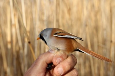 Bearded Parrotbill (Skggmes) Panurus biarmicus