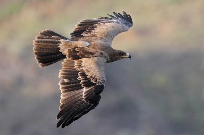 Birds in Yemen mainland