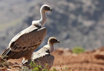 Griffon Vulture (Gsgam) Gyps fulvus