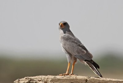 Dark Chanting Goshawk  (Mrk snghk) Melierax metabates