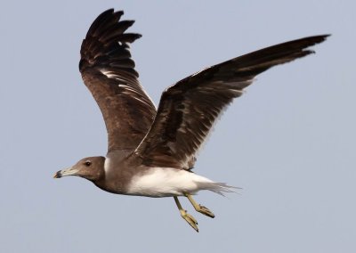 Sooty Gull (Sotms) Larus hemprichii