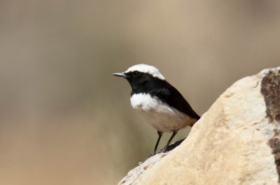 South Arabian Wheatear (Oenanthe  lugentoides)