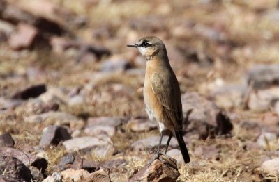 Bottas Wheatear (Svartpannad stenskvtta) Oenanthe bottae