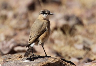 Bottas Wheatear (Svartpannad stenskvtta) Oenanthe bottae