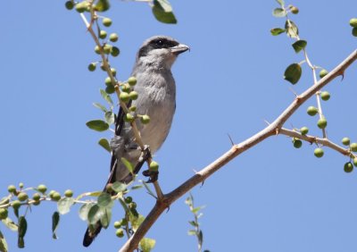 Southern Grey Shrike (Sydlig varfgel) Lanius meridionalis buryi