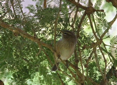 Brown Woodland-Warbler (Grnvingad sngare) Phylloscopus umbrovirens