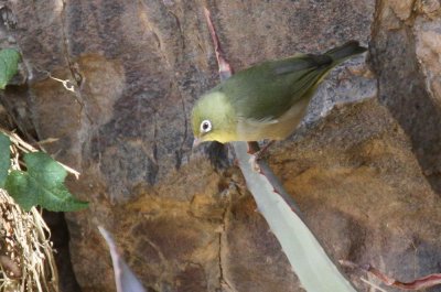 Abyssinian White-eye (Abyssinsk glasgonfgel)  Zosterops abyssinicus