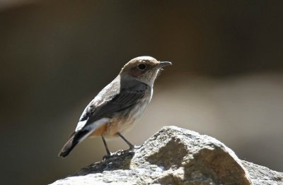 South Arabian Wheatear (Oenanthe  lugentoides)