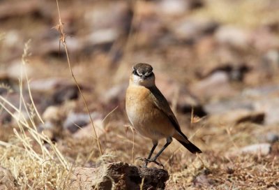 Bottas Wheatear (Svartpannad stenskvtta) Oenanthe bottae