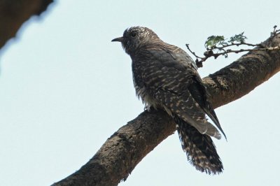 Common Cuckoo (Gk) Cuculus canorus