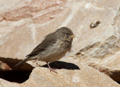 Yemen Serin (Jemensiska) Serinus menachensis