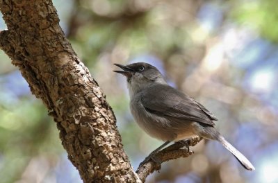 Yemen Warbler (Jemensngare) Parisoma buryi