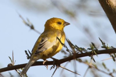 Arabian Golden Sparrow (Arabguldsparv) Passer euchloris