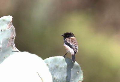 Common Stonechat (Svarthakad buskskvtta) Saxicola torquatus felix