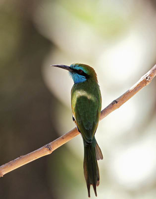 Little Green Bee-eater (Grn dvrgbitare) Merops orientalis