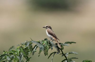 Isabelline Shrike (Isabellatrnskata) Lanius isabellinus