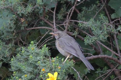 Yemen Thrush (Jementrast) Turdus menachensis