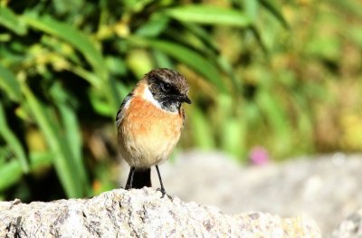 Common Stonechat (Svarthakad buskskvtta) Saxicola torquatus felix