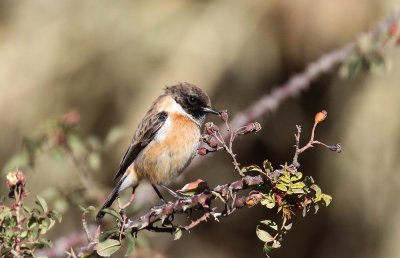 Common Stonechat (Svarthakad buskskvtta) Saxicola torquatus felix