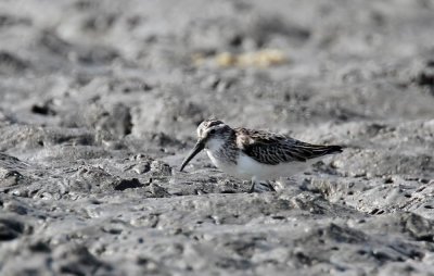 Broad-billed Sandpiper (Myrsnppa) Limicola falcinellus