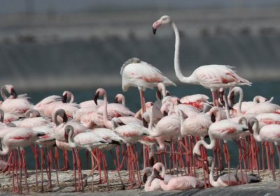 Lesser & Greater Flamingos( Phoenicopterus minor & roseus)