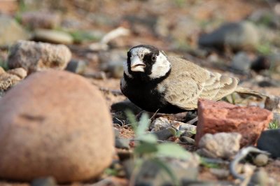 Black-crowned Sparrowlark (Svartkronad finklrka) Eremopterix nigriceps