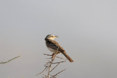 Long-billed Pipit (Lngnbbad piplrka) Anthus similis