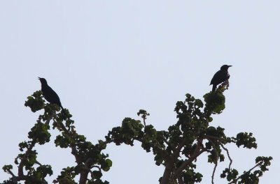 Somali Starling (left) & Socotra Starling (right)