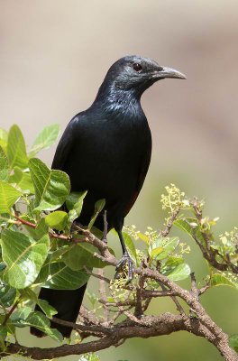 Socotra Starling (Sokotraglansstare) Onychognathus frater