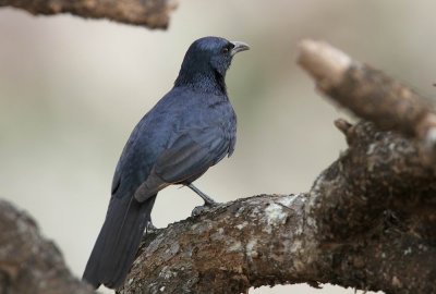 Socotra Starling (Sokotraglansstare) Onychognathus frater