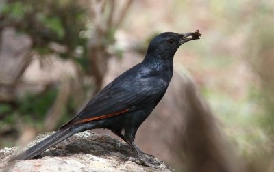 Socotra Starling (Sokotraglansstare) Onychognathus frater