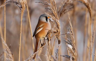 Bearded Parrotbill (Skggmes) Panurus biarmicus