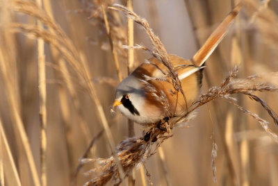 Bearded Parrotbill (Skggmes) Panurus biarmicus