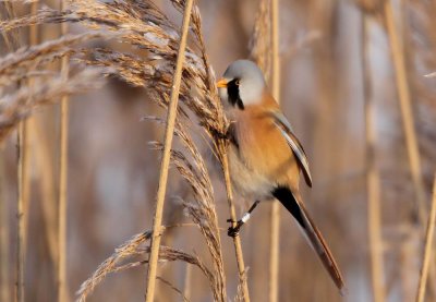 Bearded Parrotbill (Skggmes) Panurus biarmicus