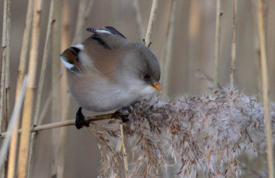 Bearded Parrotbill (Skggmes) Panurus biarmicus