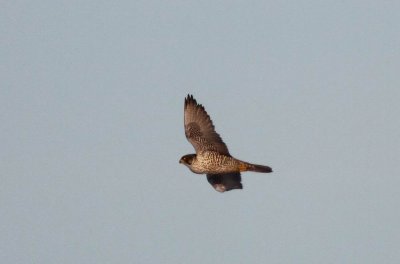 Gyrfalcon (Jaktfalk) Falco rusticolus