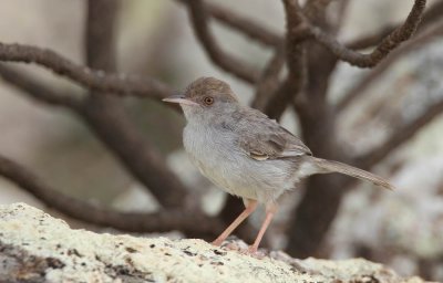 Socotra Warbler (Sokotrasngare) Incana incana