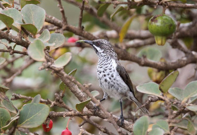 Socotra Sunbird (Sokotrasolfågel) Chalcomitra balfouri