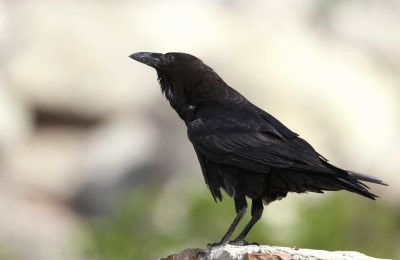 Brown-necked Raven (kenkorp) Corvus ruficollis