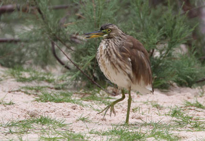 Indian Pond-Heron (Rishäger) Ardeola grayii