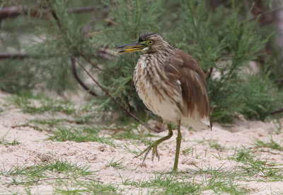 Indian Pond-Heron (Rishger) Ardeola grayii